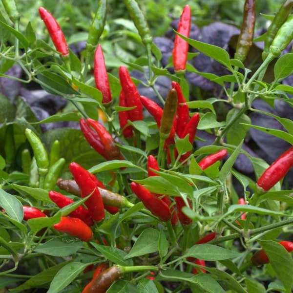 Thailand bird's eye chili pepper seeds Hot Pepper Seeds