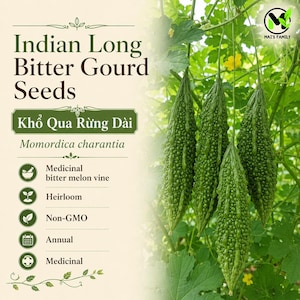 May include: Image of Indian Long Bitter Gourd Seeds. The image shows several green, textured bitter gourds hanging from a vine. The text on the left side of the image provides information about the seeds, including that they are non-GMO and heirloom.