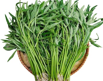 Wasser-Spinatsamen, Long Choy, Kangkong, Rau Muống