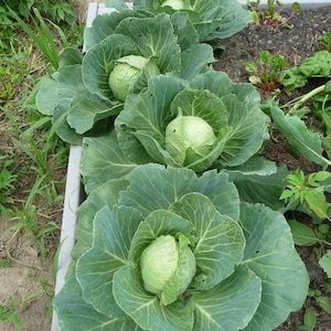 Free Ship] Golden Acre Cabbage Seeds | NON-GMO | Heirloom | Fresh Garden Seeds