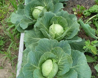 Free Ship] Golden Acre Cabbage Seeds | NON-GMO | Heirloom | Fresh Garden Seeds