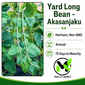 May include: A Yard Long Bean Akasanjaku plant with long green pods and broad leaves. Text reads: Yard Long Bean - Akasanjaku, Heirloom, Non-GMO, Annual, 75 Days to Maturity, and the Mai's Family logo with a stylized letter M and green leaves.