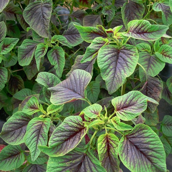 Red Stripe Leaf Amaranth seeds; 紅莧菜; Rau Den; Red Callaloo / Chinese Summer Spinach