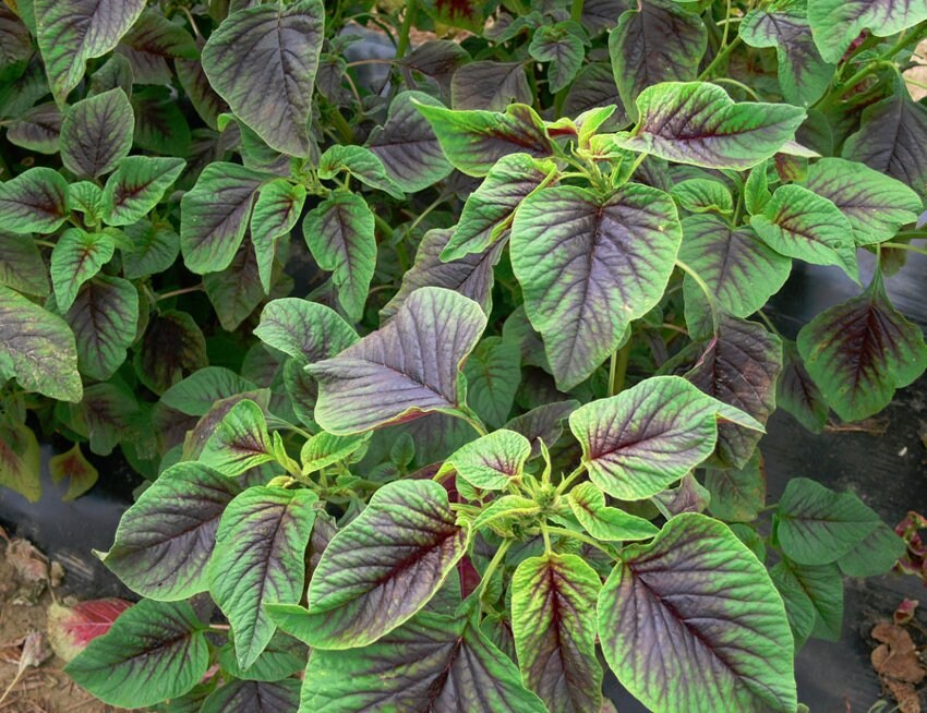 Red Stripe Amaranth Seeds, Heirloom Non-gmo Asian Vegetable Rau Dền Sọc ...
