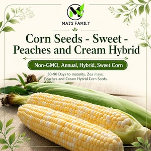 May include: Two ears of bicolor sweet corn with yellow and white kernels, partially husked, displayed below text reading: Mai's Family, Corn Seeds - Sweet - Peaches and Cream Hybrid, Non-GMO, Annual, Hybrid, Sweet Corn, 80-90 Days to maturity.