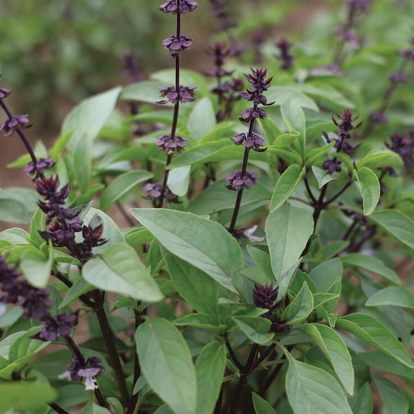 Thai Basil Seeds(Ocimum basilicum), Húng Quế, Khmer Chi neang Voang Jiu Ceng Ta