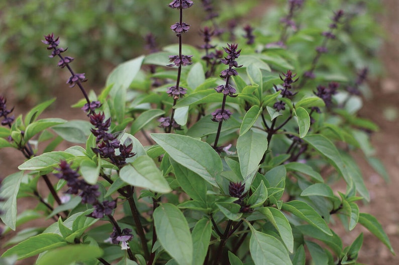 Peut inclure: Gros plan sur un plant de basilic vert luxuriant avec des boutons floraux violets. La plante a de nombreuses feuilles et tiges, et les boutons floraux sont regroup&eacute;s.