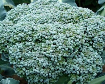 Semillas de brócoli - Waltham 29 Organic