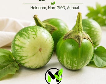 Green Round Eggplant Seeds, Cà Pháo Xanh, Heirloom Non-GMO Asian Vegetable, Solanum melongena