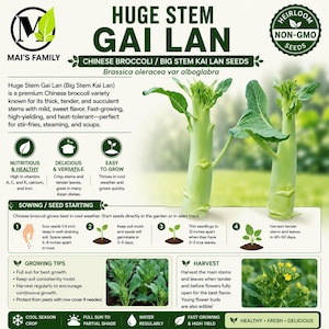 Puede incluir: Paquete de semillas de Gai Lan de tallo grande, una variedad de brócoli chino. La imagen muestra la planta con tallos gruesos y hojas. El texto describe los beneficios nutricionales y la facilidad de cultivo.