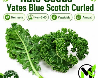 Può includere: Semi di cavolo riccio Vates Blue Scotch Curled con etichette per Heirloom, Non-GMO, Vegetable e Annual. L'immagine mostra due steli di cavolo riccio verde scuro con foglie arricciate su sfondo bianco con il logo del marchio Mai's Family.