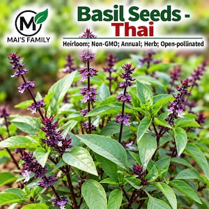 Thai Basil Seeds, Heirloom Non-GMO Open-Pollinated Húng Quế Culinary Herb