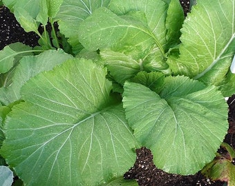 Semillas de mostaza de hoja ancha de Florida / SIN OMG / Tradicional / Semillas frescas para jardín