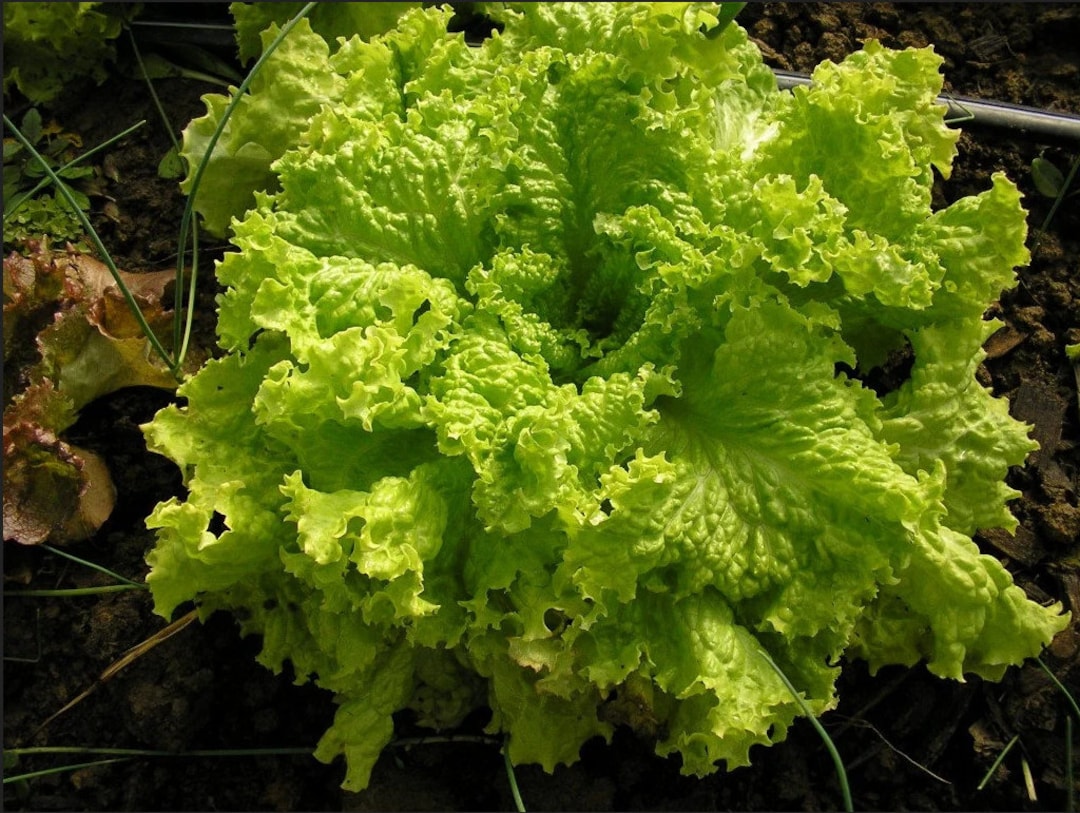 Lettuce Seeds - Leaf - Grand Rapids, Heirloom, Non-gmo Seeds - Etsy