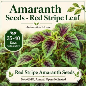 May include: Image of Red Stripe Amaranth seeds. The image features vibrant green leaves with striking red veins. Text on the image includes "Amaranth Seeds - Red Stripe Leaf", "35-40 Days to Maturity", and "Red Stripe Amaranth Seeds".