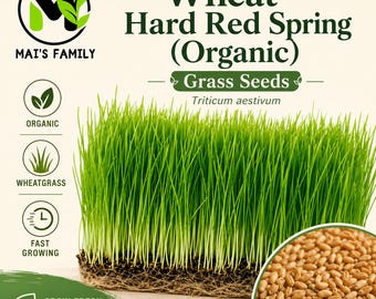 May include: A product graphic for Mai's Family Wheat Hard Red Spring Organic Grass Seeds. The image displays vibrant green wheatgrass sprouts with visible roots and a circular inset showing tan wheat seeds. Text includes Triticum aestivum.