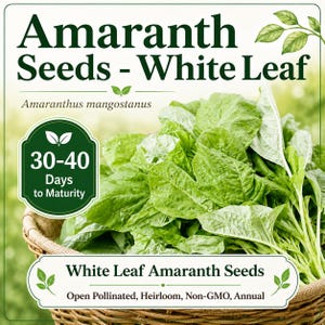 May include: A basket overflowing with fresh, vibrant green White Leaf Amaranth. The image features text indicating the seeds are open-pollinated, heirloom, non-GMO, and annual. The text also indicates the plant matures in 30-40 days.