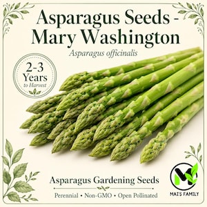 Può includere: Immagine di asparagi freschi con il testo "Asparagus Seeds - Mary Washington". L'immagine include anche il testo "Asparagus officinalis", "2-3 Years to Harvest" e "Asparagus Gardening Seeds". I semi sono perenni, non OGM e a impollinazione libera.
