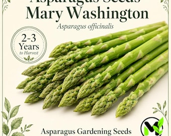 Mary Washington Asparagus Seeds, Heirloom NON-GMO Perennial Vegetable, Fresh Garden Seeds