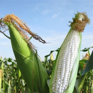 Puede incluir: Primer plano de una mazorca de ma&iacute;z blanca con c&aacute;scaras verdes. El ma&iacute;z est&aacute; en un campo de otras plantas de ma&iacute;z.