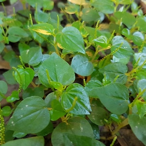 May include: A close-up of a patch of green leafy plants with long, thin, green stems. The leaves are heart-shaped and have a slightly textured surface.