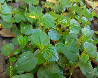 Rau Càng Cua - Shining Bush-Crab Claw- 蟹钳菜籽 Hierba Peperomia pellucida Semillas