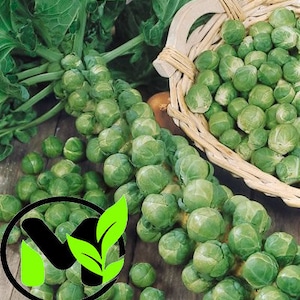 Semillas de coles de Bruselas de Long Island / SIN OGM / Heirloom