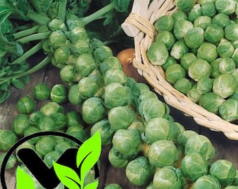Semillas de coles de Bruselas de Long Island / SIN OGM / Heirloom