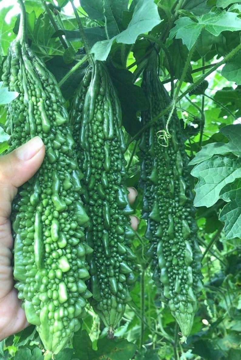 Indian Long Bitter Melon Seeds, Khổ qua rừng gai. Non-GMO Heirloom image 4