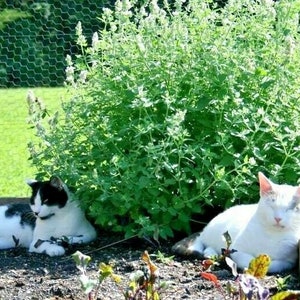 May include: Two cats, one black and white and one white, are relaxing in a garden. The black and white cat is lying on the ground, while the white cat is sitting up. Both cats are looking at the camera. There is a green leafy plant behind the cats.