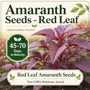 May include: Image of Red Leaf Amaranth seeds. The image displays a vibrant plant with deep red leaves. Text on the image reads "Amaranth Seeds - Red Leaf", "Amaranthus tricolor", and "45-70 Days to Maturity". The bottom banner says "Red Leaf Amaranth Seeds, Non-GMO, Heirloom, Annual".