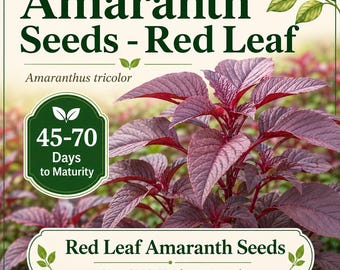 Red Amaranth Seeds, Heirloom, Non-GMOm Chinese Spinach Asian Leafy Vegetable Rau Dền Đỏ