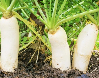 Daikon Radish seeds Japanese White Radish garden VEGETABLE FREE SHIPPING