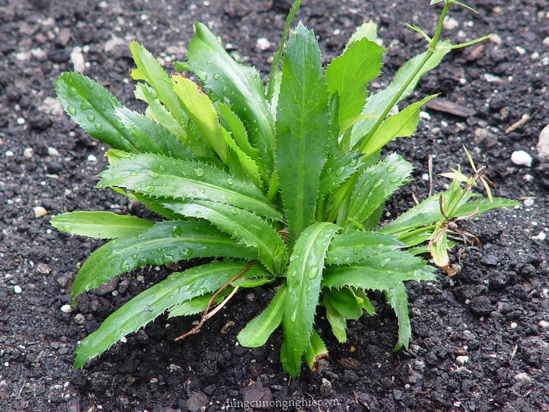 Vietnamese Culantro Seeds Heirloom, Non-GMO Ngo Gai, Tabasco parsley, Recao, Mexican coriander, fitweed,thorny coriander,spiny coriander image 3