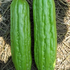 May include: Two green bitter melon gourds with a bumpy, ridged texture. The gourds are lying on a bed of dry straw.