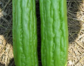 FreeShip- Vietnam Bitter Gourd, Khổ Qua Mỡ Trái Dài, Bitter Melon Seeds F1 Non-GMO