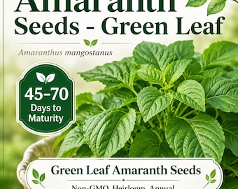 Green Leaf Amaranth Seeds | Non-GMO Heirloom Chinese Spinach Garden (Rau Dền Xanh)