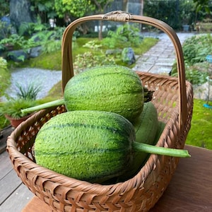 May include: Two green loofah gourds in a woven wicker basket. The gourds have a bumpy texture and are arranged in a basket with a brown handle.