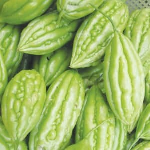 Bitter Gourd Baby Short, Khổ Qua Lùn, Bitter Melon Seeds  Non-GMO