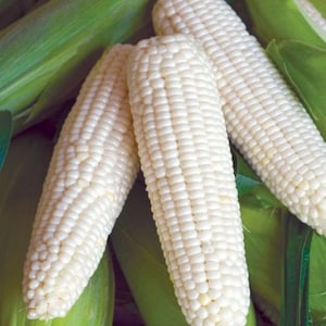 Wachshaltige Conrn-Samen _Sticky Corn- asiatische Maissamen