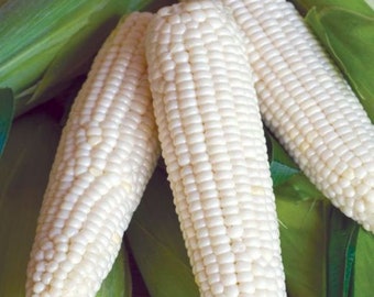 Waxy Conrn seeds _Sticky Corn- vietnamese Bap Nep Nu- White Glutinous Corn -Bắp nếp trắng ( bắp dẻo)/ Asian corn seeds