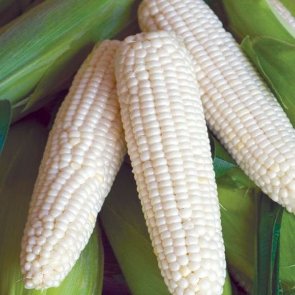 Waxy Conrn seeds _Sticky Corn- vietnamese Bap Nep Nu- White Glutinous Corn -Bắp nếp trắng ( bắp dẻo)/ Asian corn seeds