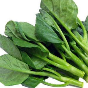 Graines de brocoli du Vietnam | Cải Rổ Jie Lan Gai Lan Rapini Rabe Chou frisé Tige de chou vert Graines de légumes asiatiques Yu Choy Kai Lan
