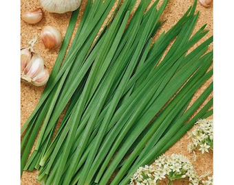 Garlic Chives Seeds | NON-GMO | Heirloom |