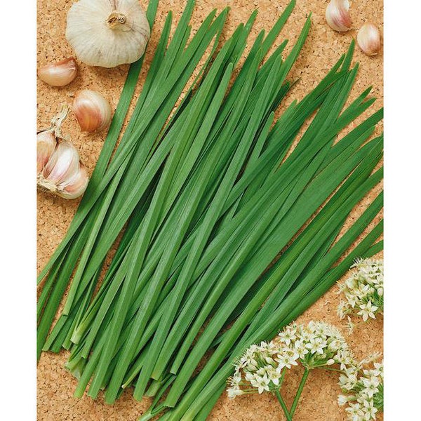 Garlic Chives Seeds | NON-GMO | Heirloom |