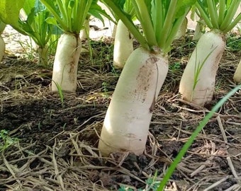 Ravanello Di Daikon Ravanello Giapponese Rotondo Bianco Grezzo Fresco Saporito Image114313342 - Foto 3