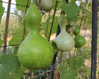 Birdhouse Gourd Seeds- Bầu Hồ Lô- HEIRLOOM NON-GMO