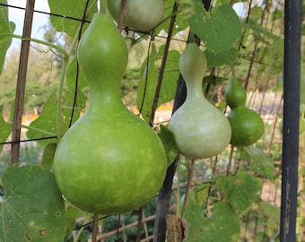 Semillas de calabaza Birdhouse- Bầu Hồ Lô- HEIRLOOM NON-GMO