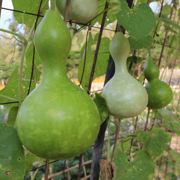 Birdhouse Gourd Seeds- Bầu Hồ Lô- HEIRLOOM NON-GMO