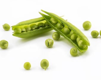 Sugar Ann Snap Pea Samen, früh und kompakt, Erbstück, NON-GMO